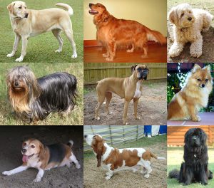 1024px-collage_of_nine_dogs