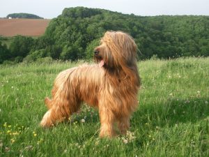 aramis-briard