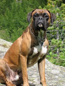 filo-boxer