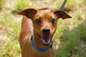 animal-portrait-234836_960_720