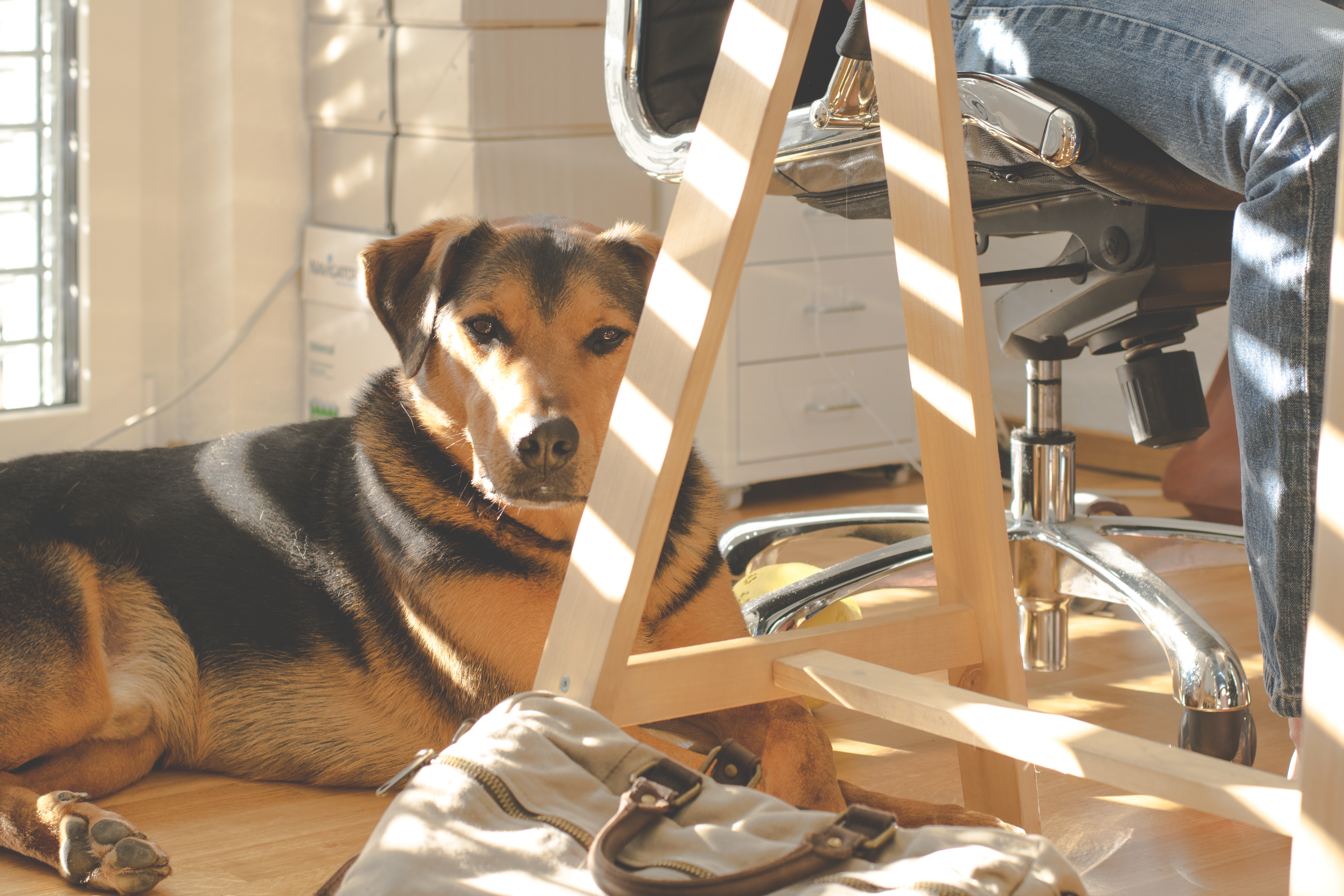 Hund ligger på golvet